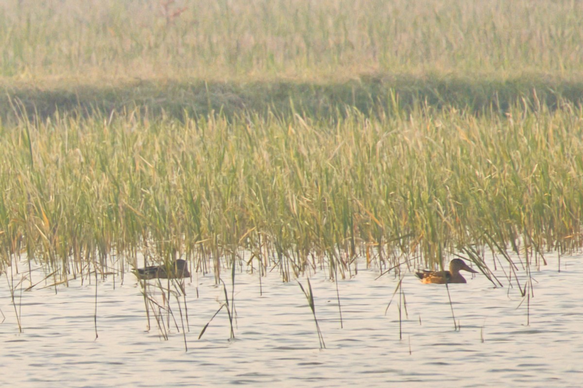 Northern Shoveler - ML646184157