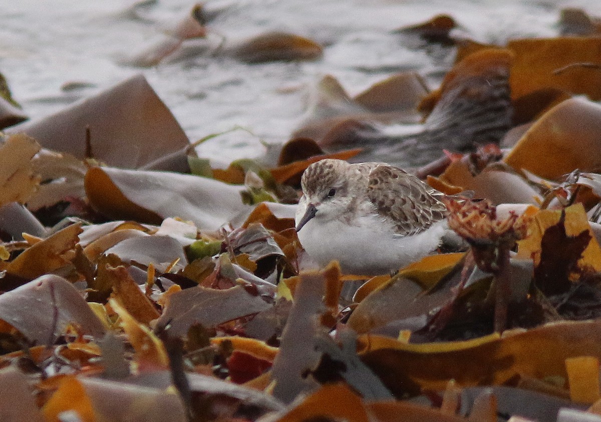 Semipalmated Sandpiper - ML646184160