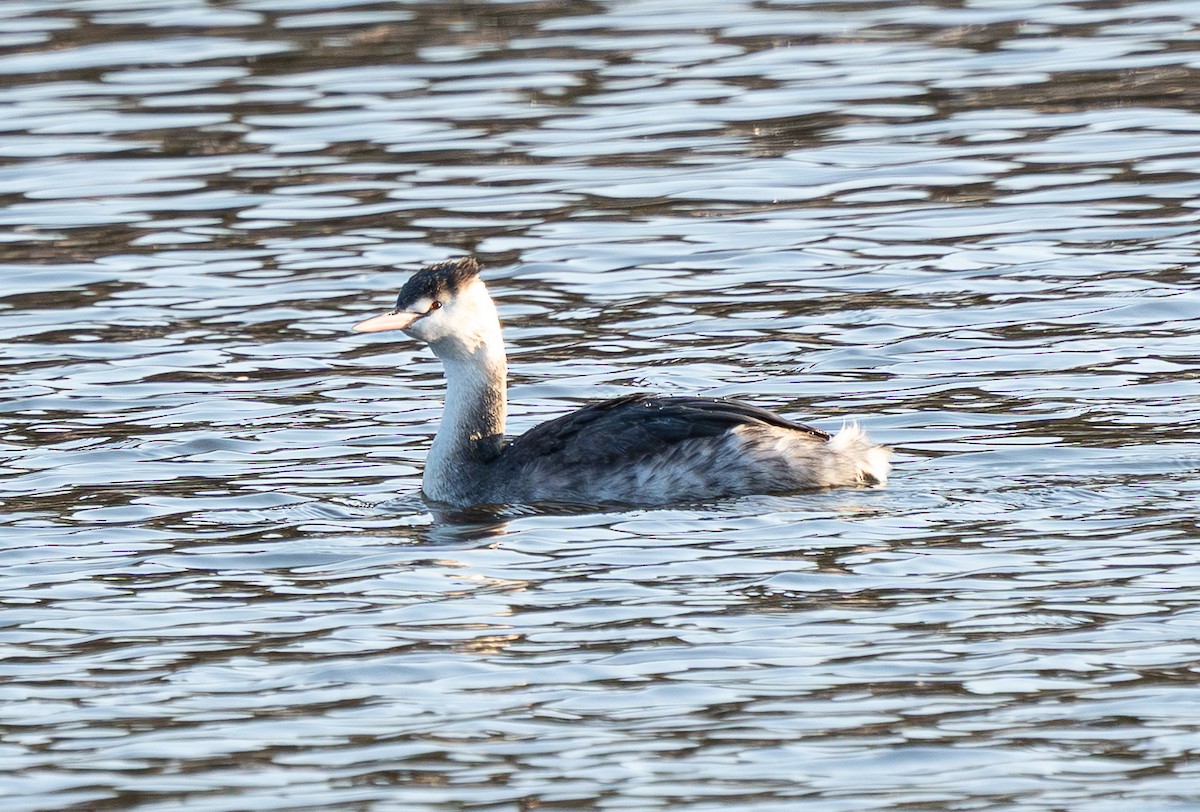 Great Crested Grebe - ML646184161