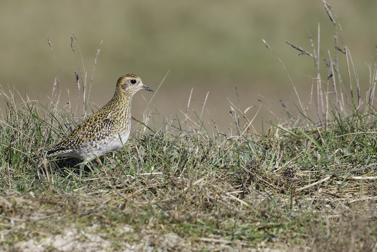 European Golden-Plover - ML646184162
