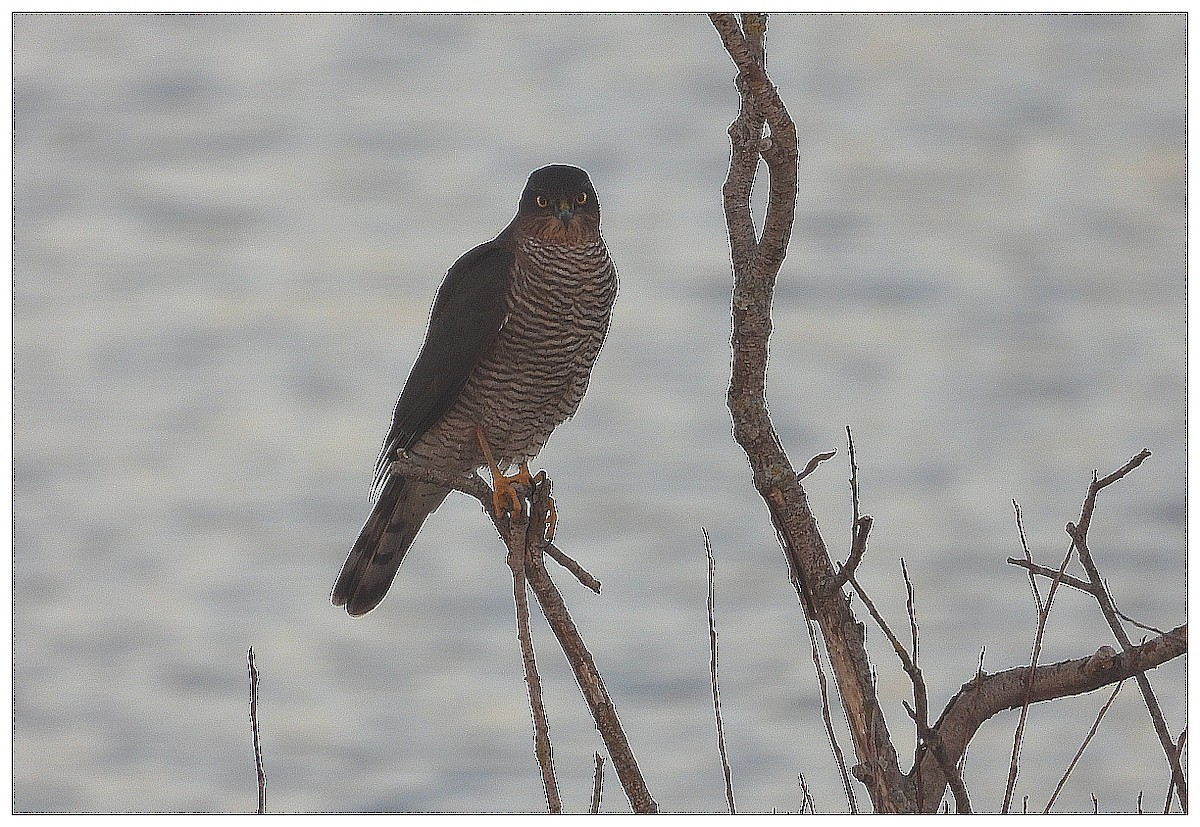 Eurasian Sparrowhawk - ML646184163