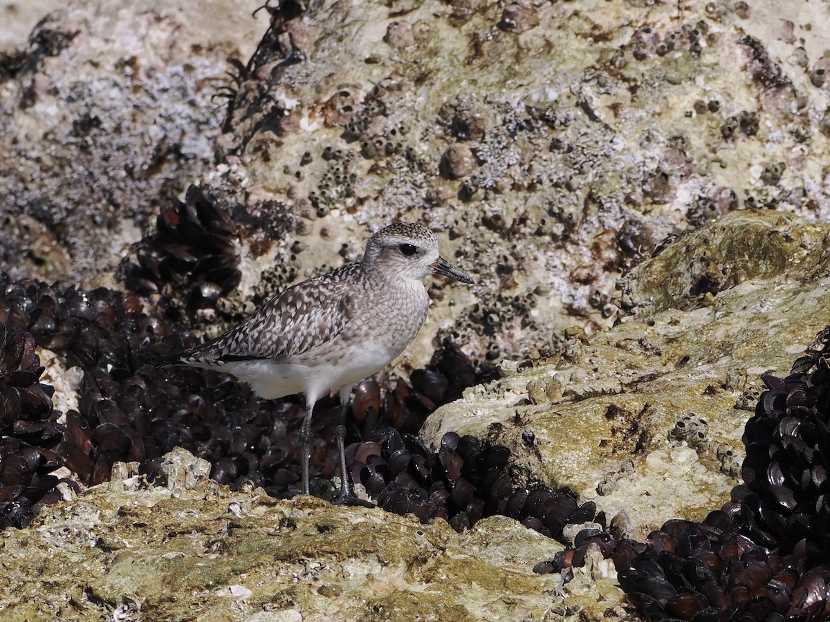 Black-bellied Plover - ML646184164