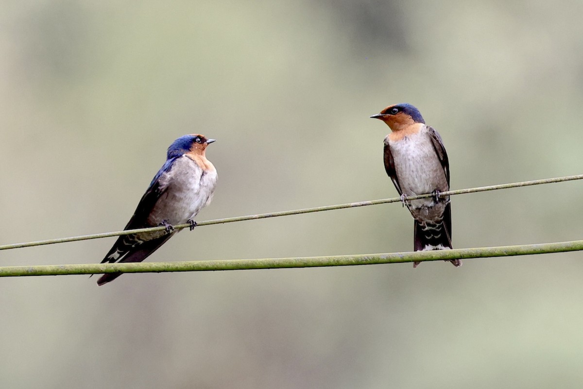 Hill Swallow - ML646184167