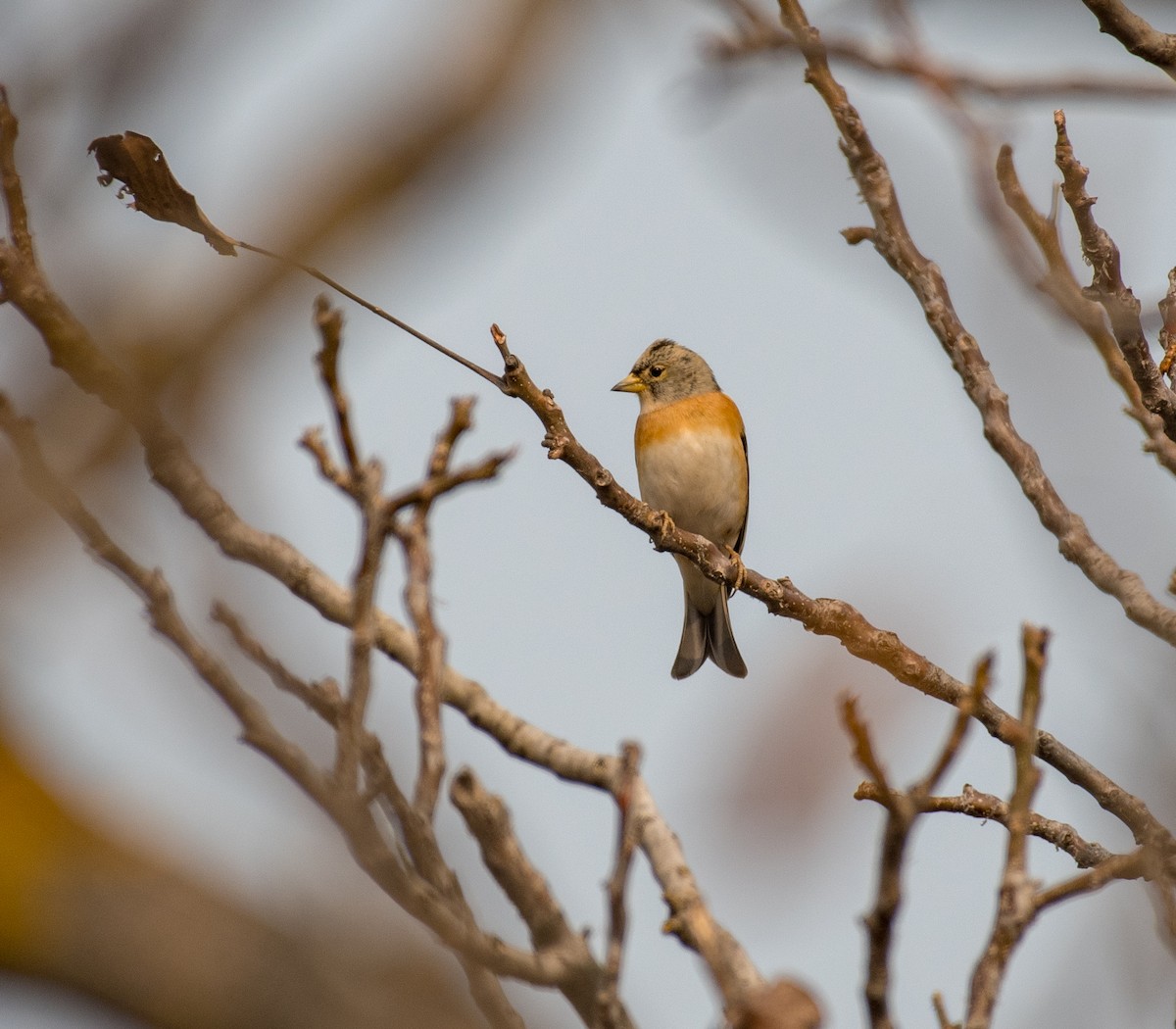 Brambling - ML646184168