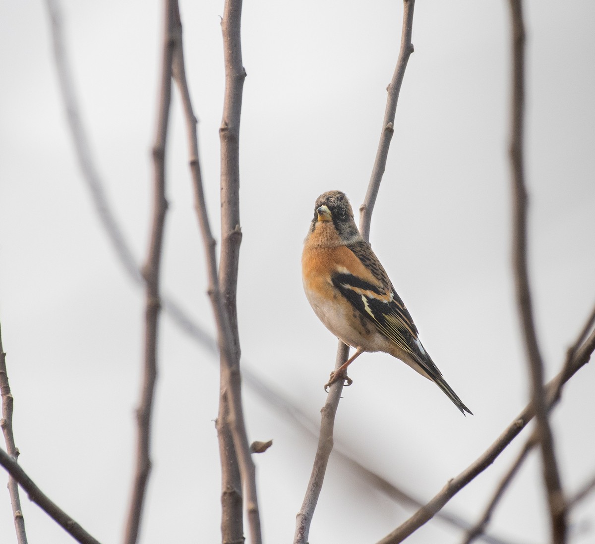 Brambling - ML646184169