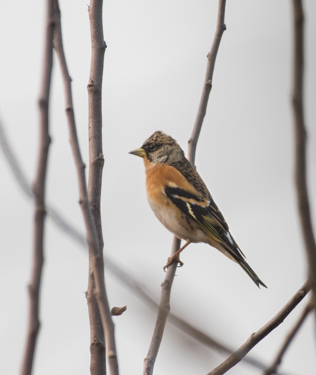 Brambling - ML646184171