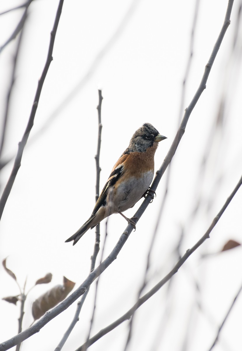 Brambling - ML646184172