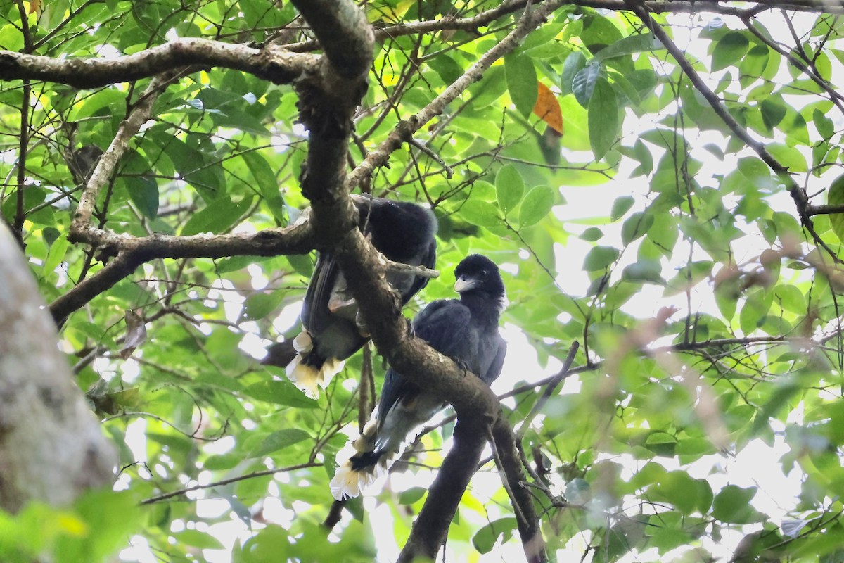 Taiwan Blue-Magpie - ML646184173