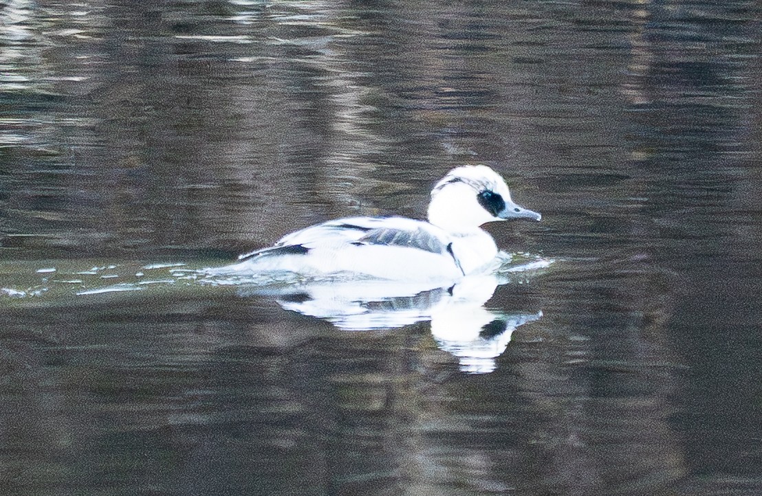 Smew - ML646184174