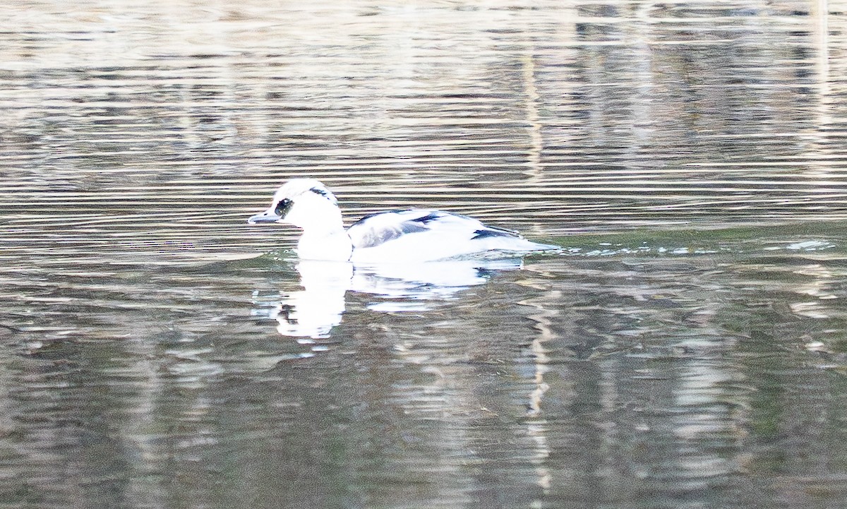 Smew - ML646184175