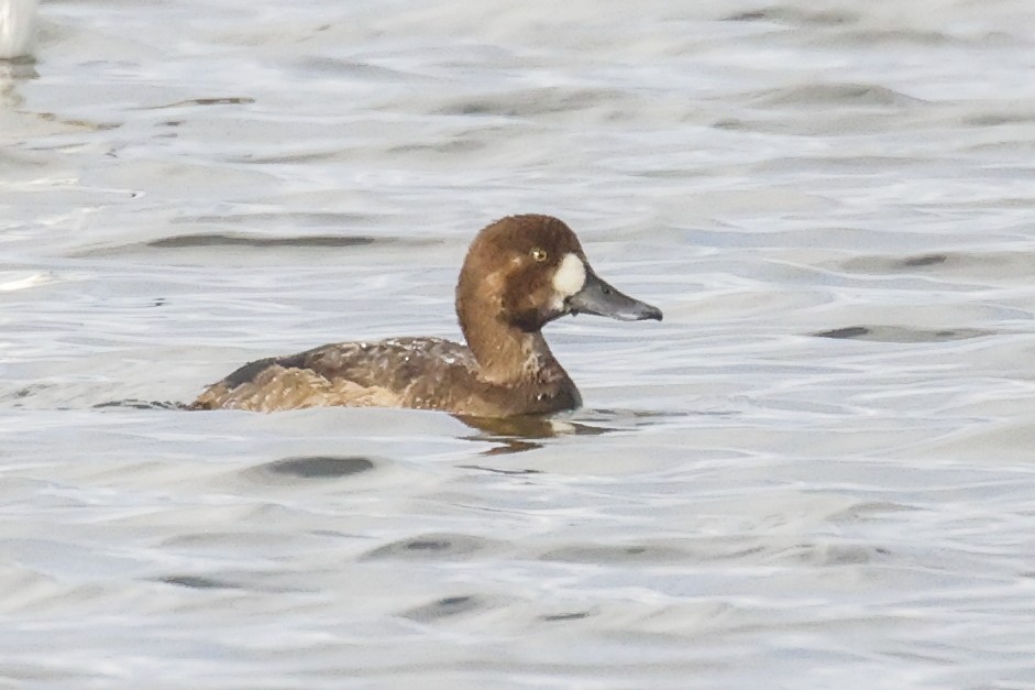 Greater Scaup - ML646184176