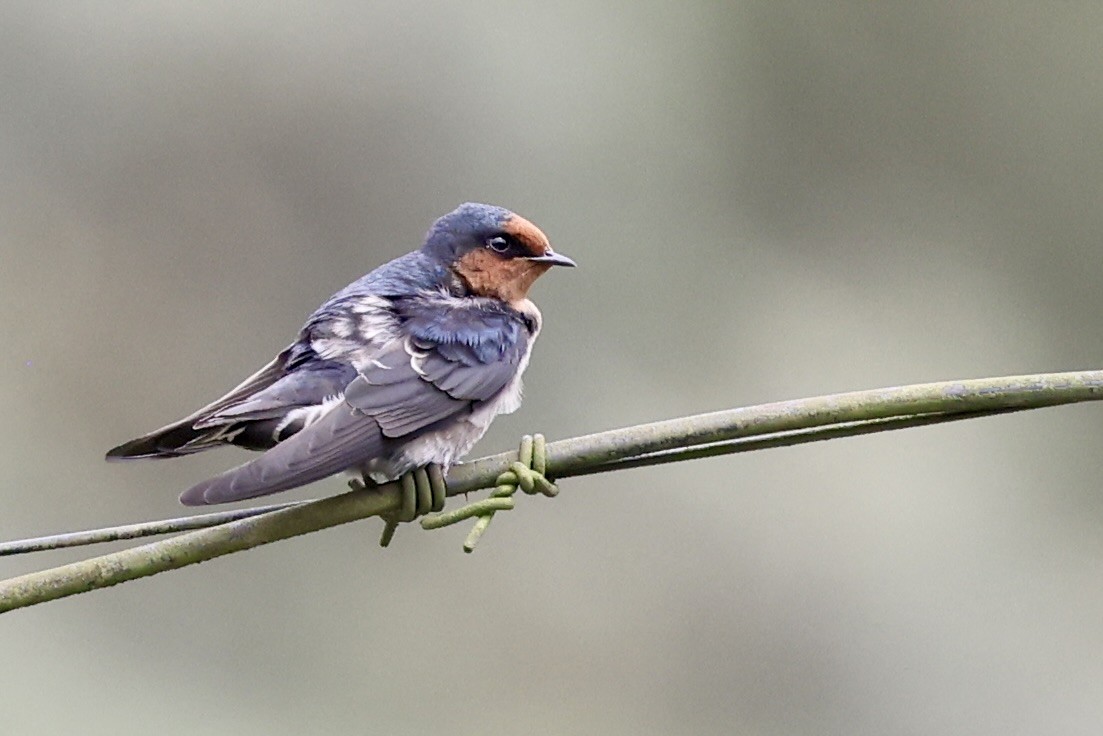 Hill Swallow - ML646184178