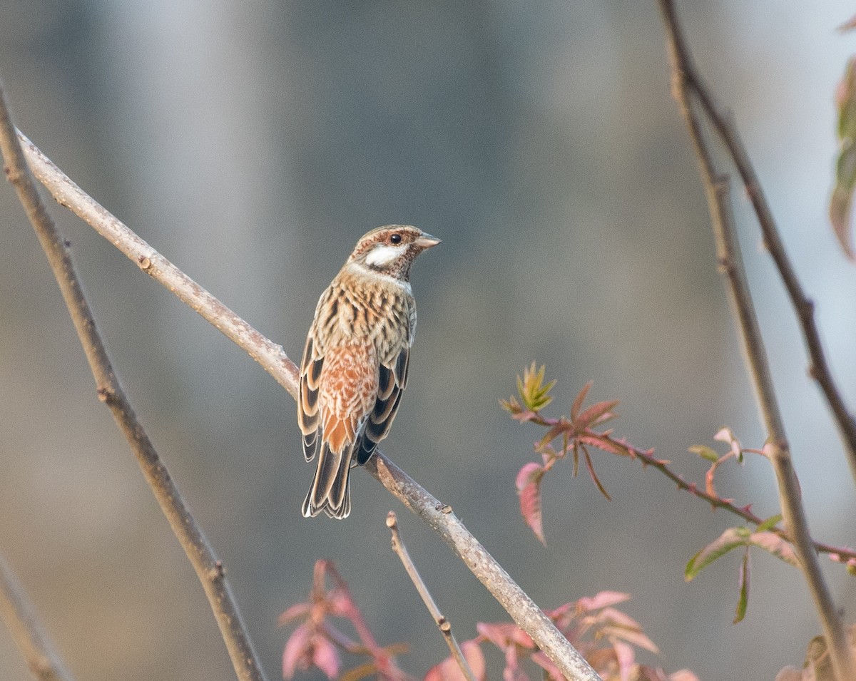 Pine Bunting - ML646184180