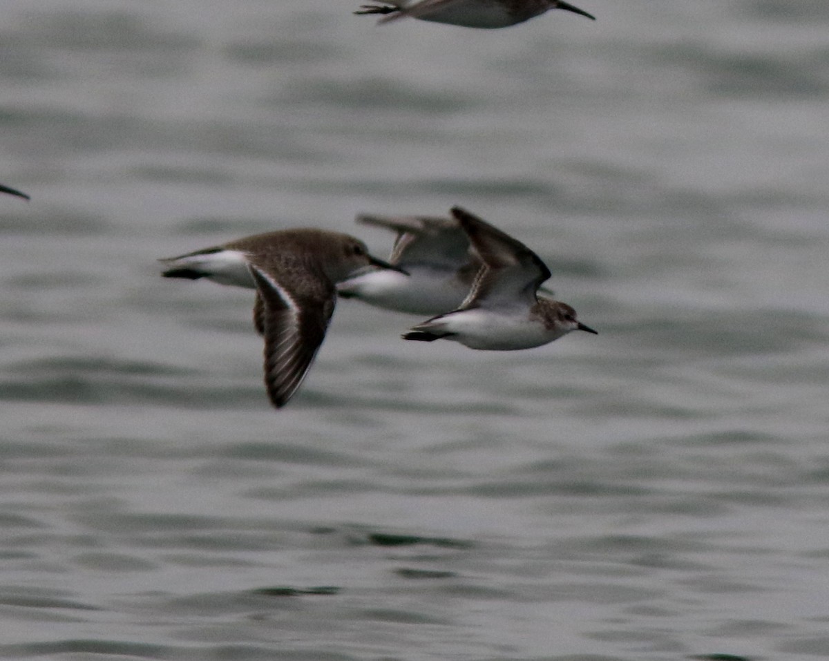Semipalmated Sandpiper - ML646184193