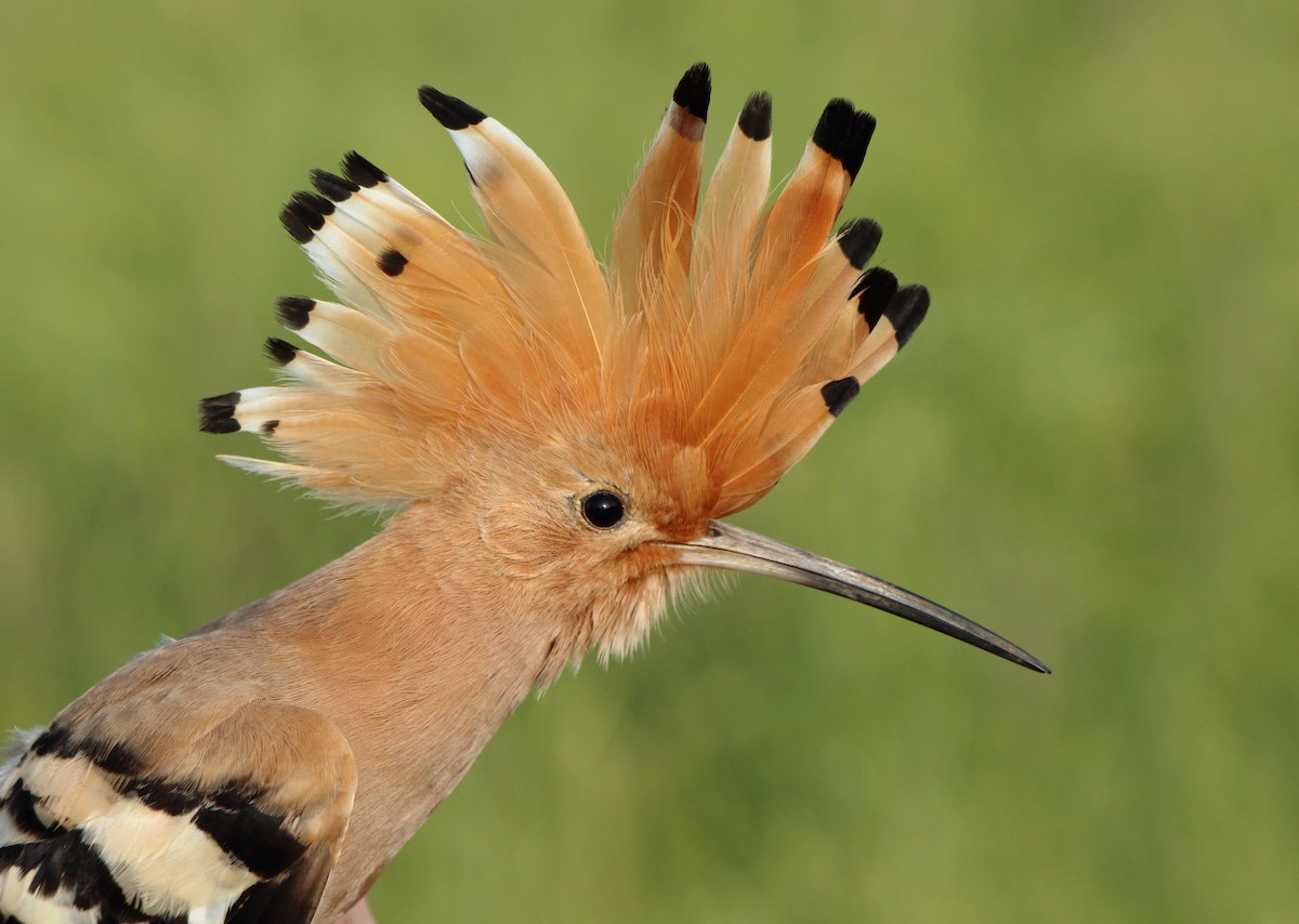 dudek chocholatý - ML646184196