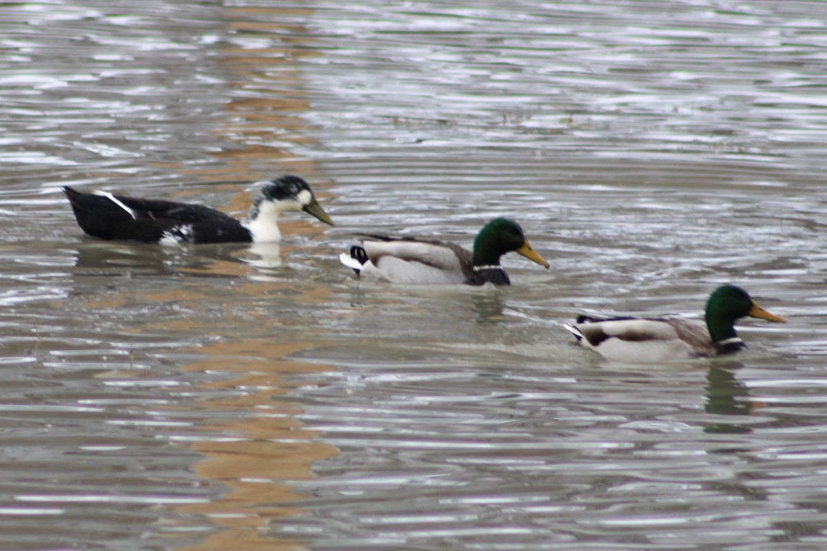 Зэрлэг нугас - ML646184207