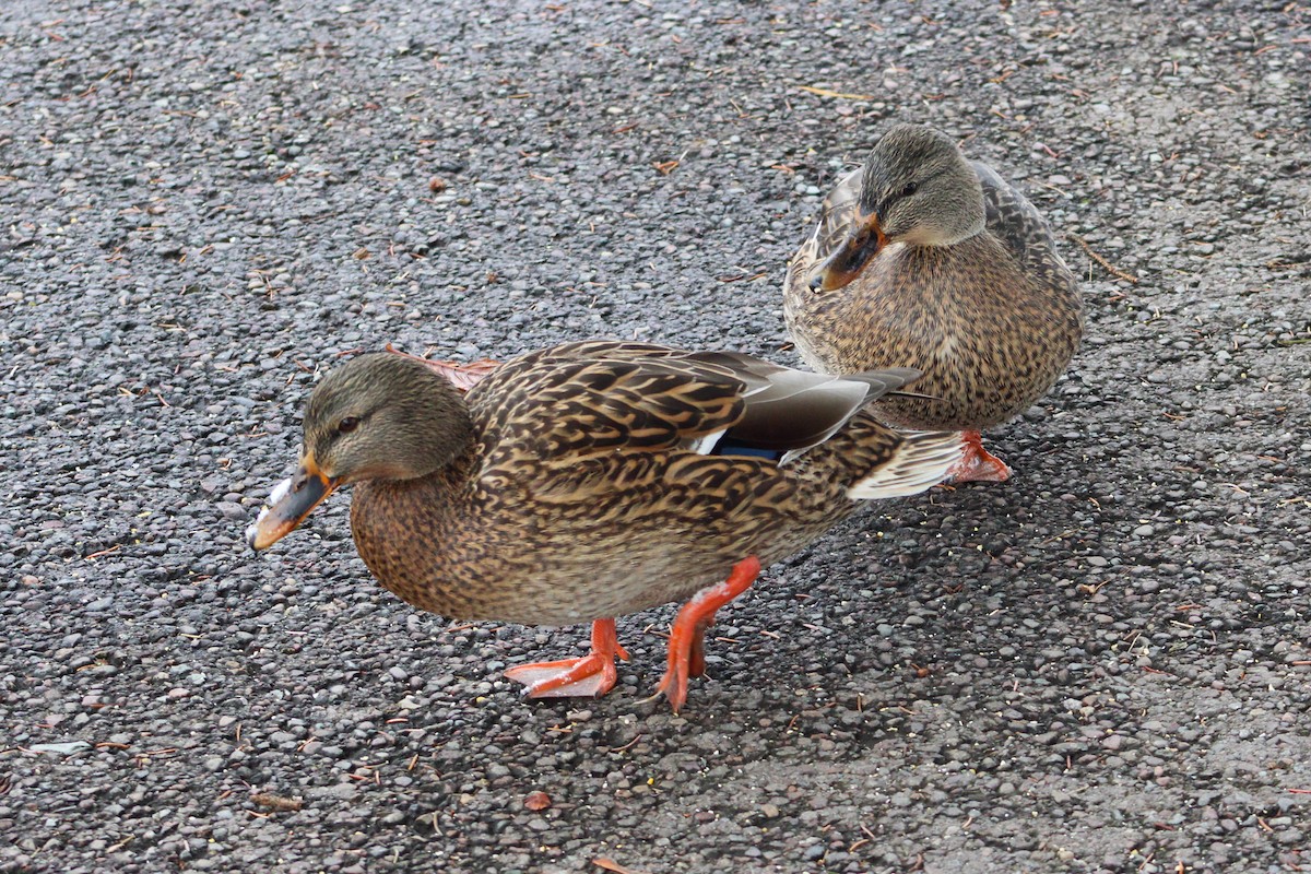 Зэрлэг нугас - ML646184208