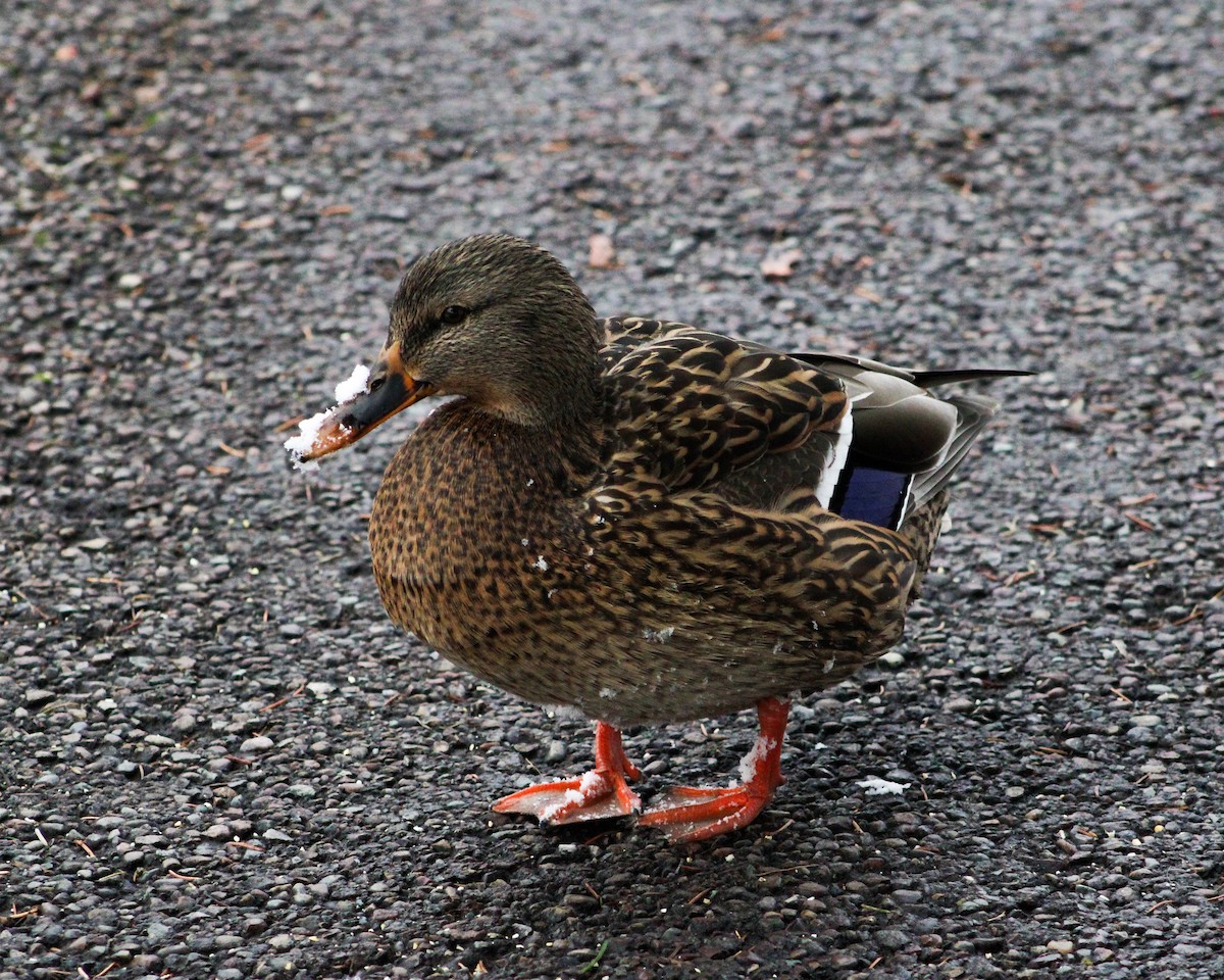 Зэрлэг нугас - ML646184209