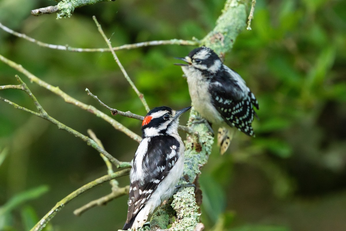 Дятел пухнастий - ML646184210