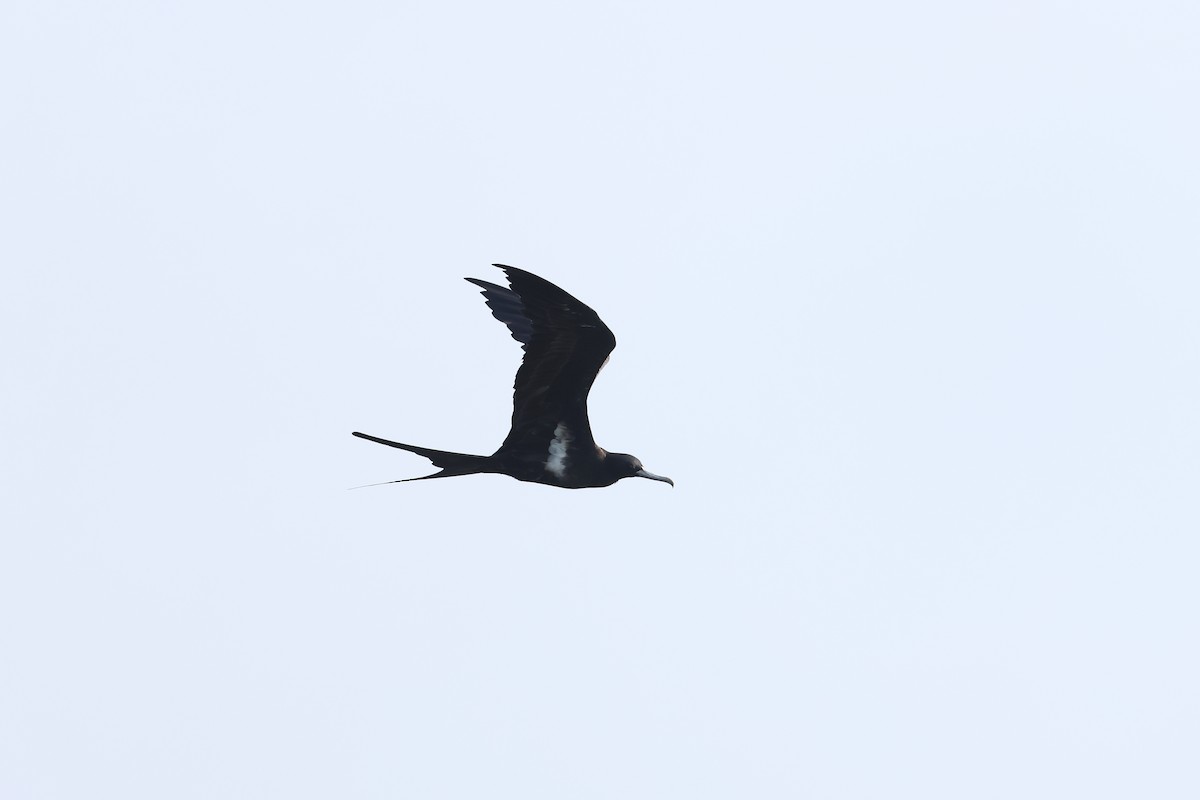 Lesser Frigatebird - ML646184212