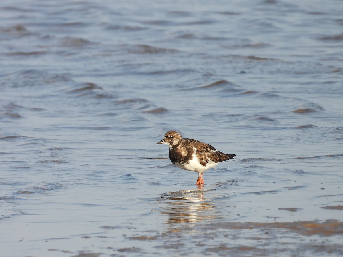Крем'яшник звичайний - ML646184218