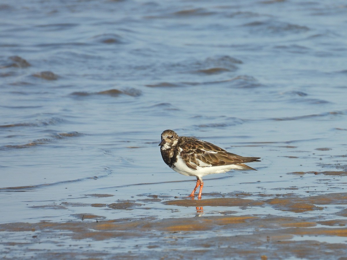 Крем'яшник звичайний - ML646184219