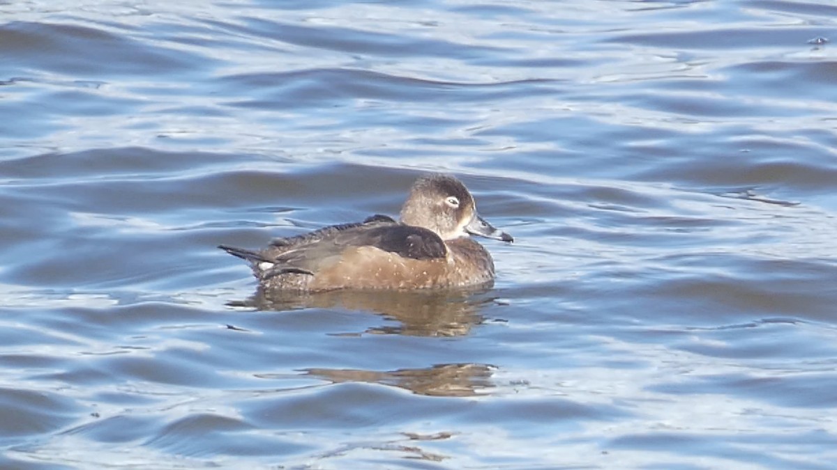 Ring-necked Duck - ML646184221