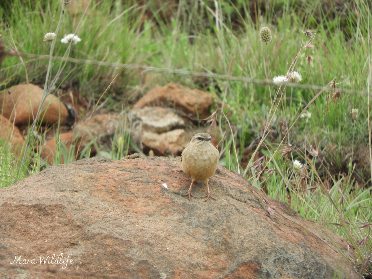 Щеврик скельний - ML646184224