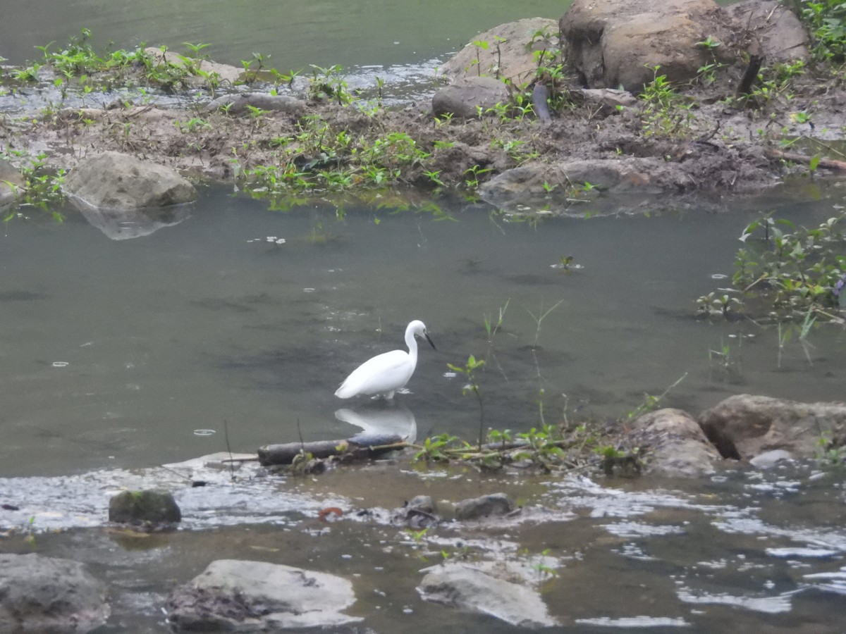 Чепура мала - ML646184225