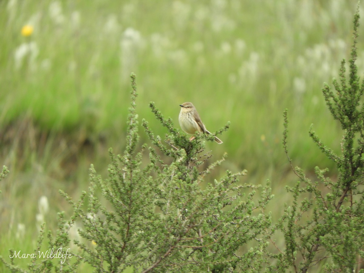 Принія жовтогруда - ML646184226
