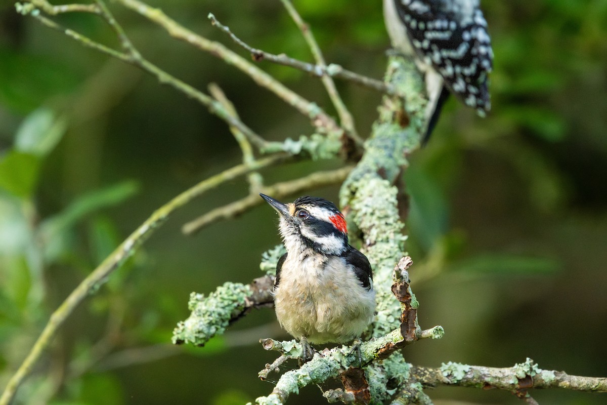 Дятел пухнастий - ML646184227