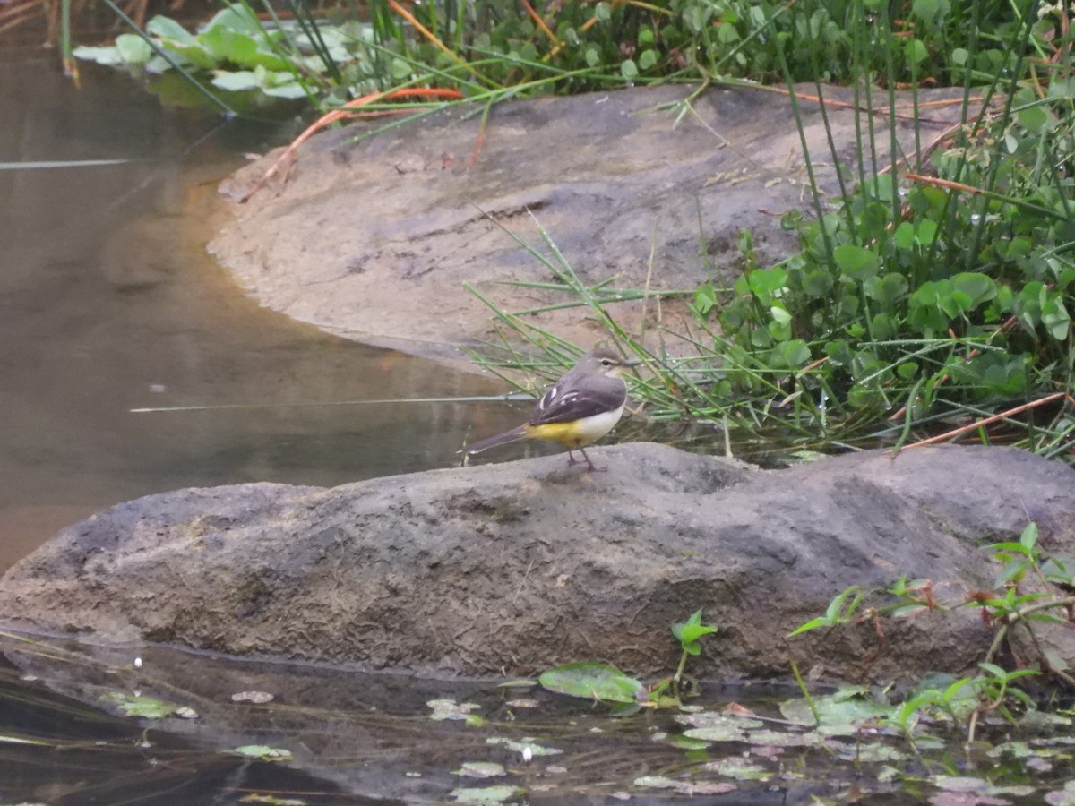 Плиска гірська - ML646184229