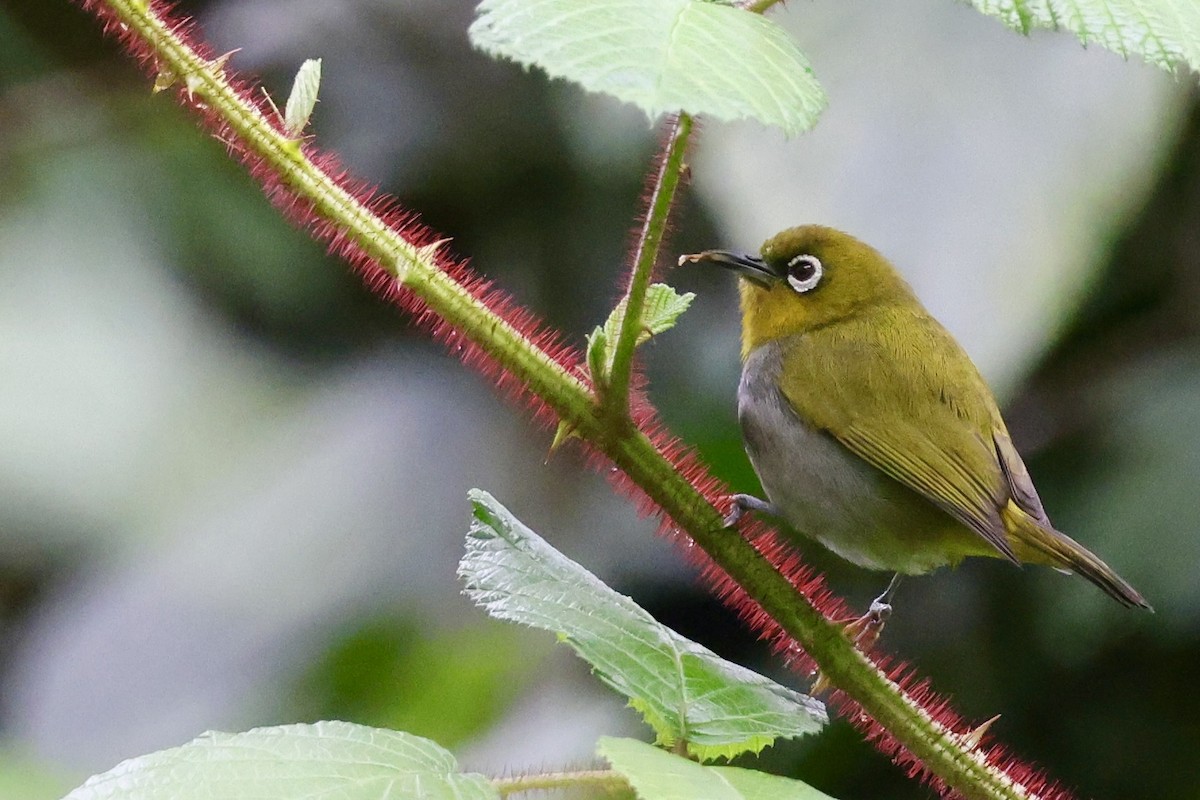 Окулярник південний - ML646184230