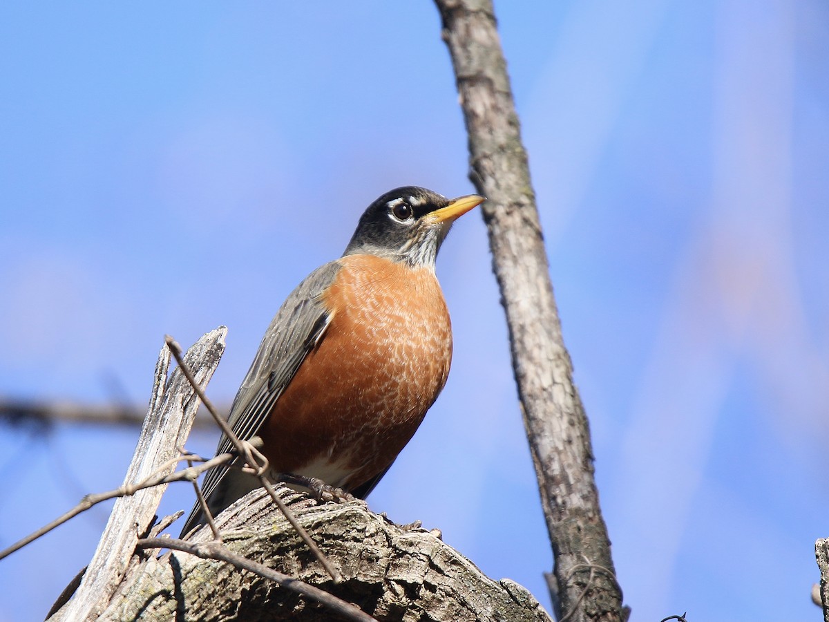 Дрізд мандрівний - ML646184231