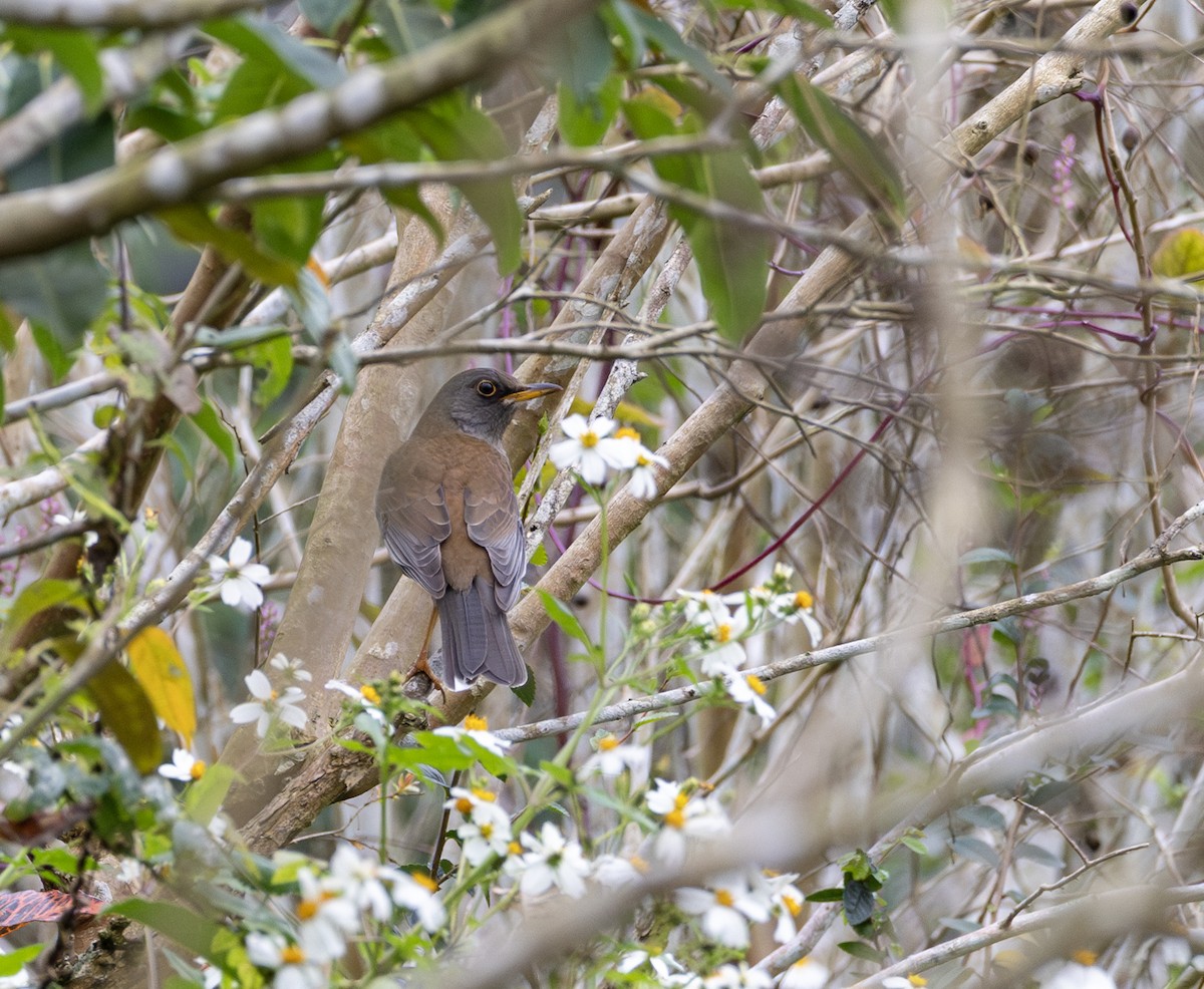 Дрізд блідий - ML646184236