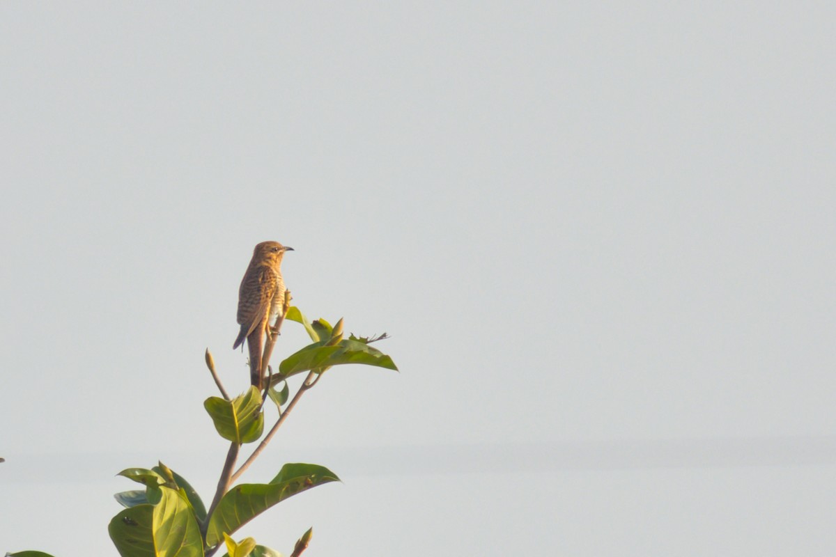 Кукавка сіровола - ML646184242