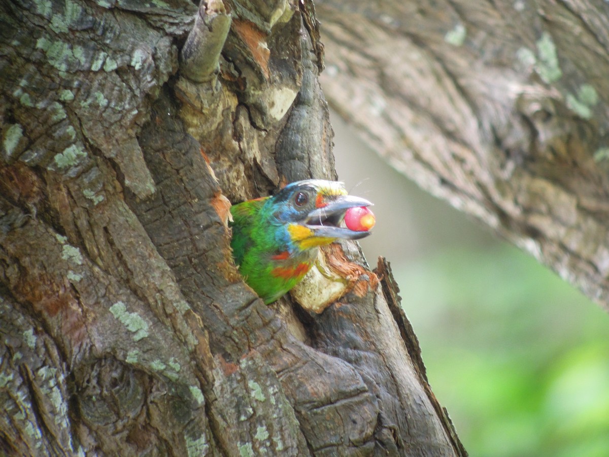 Бородастик тайванський - ML646184243