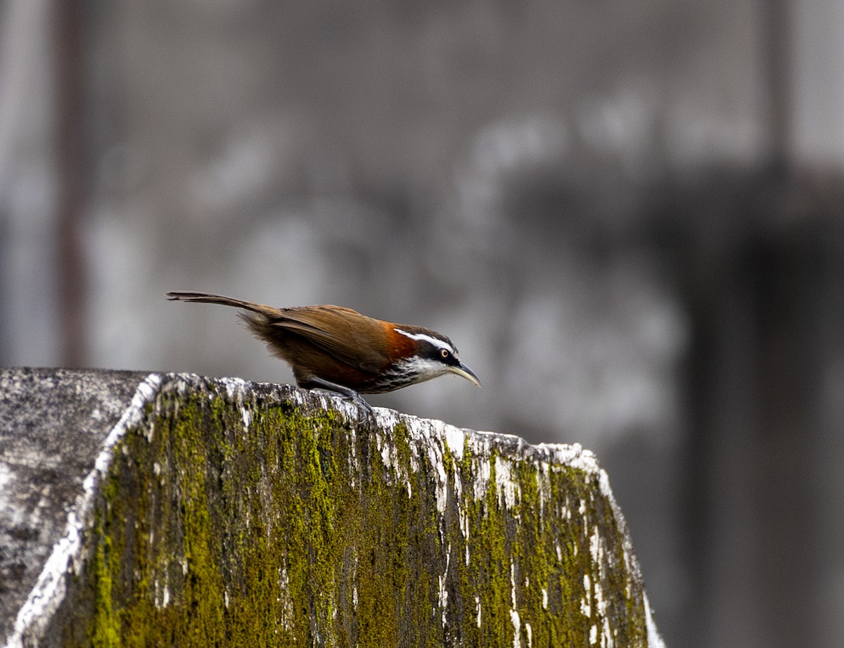 Силамбан тайванський - ML646184244