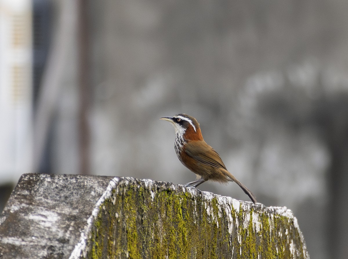 Силамбан тайванський - ML646184245