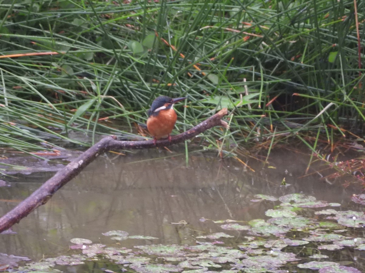 Рибалочка блакитний - ML646184246