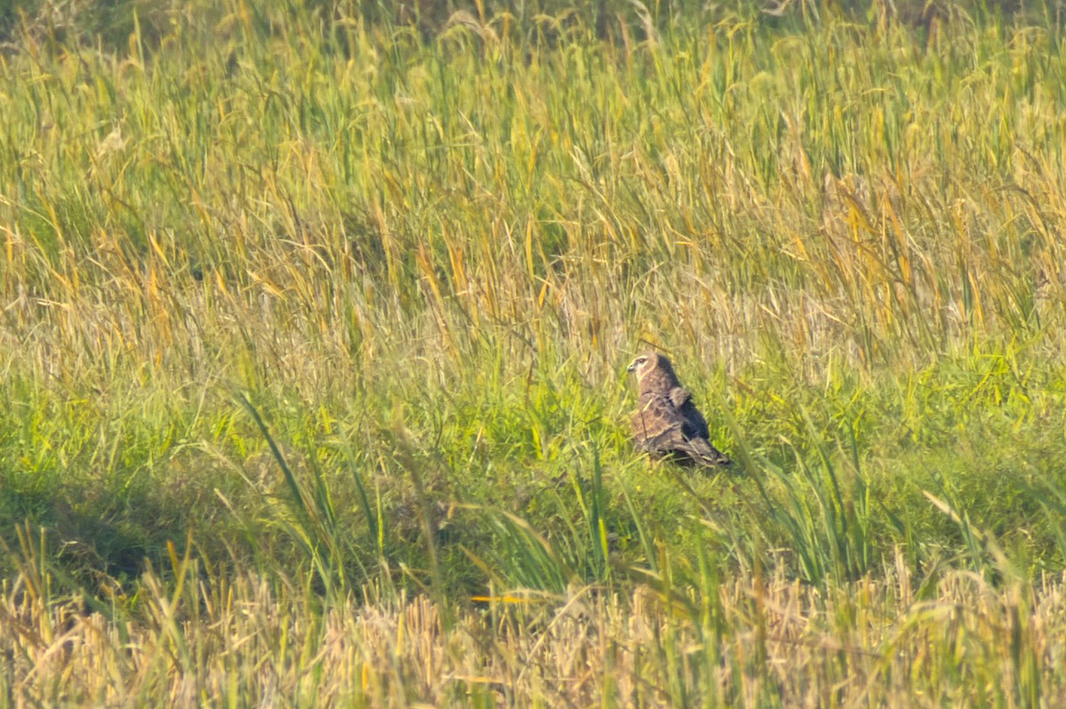 Лунь китайський - ML646184247