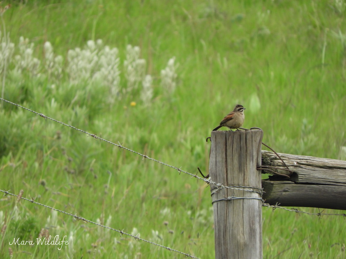 Вівсянка капська - ML646184248
