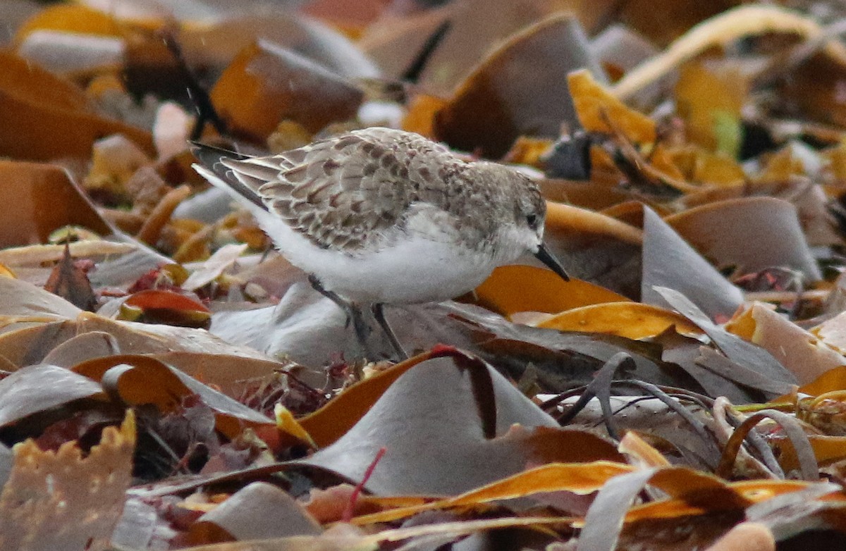 Semipalmated Sandpiper - ML646184249