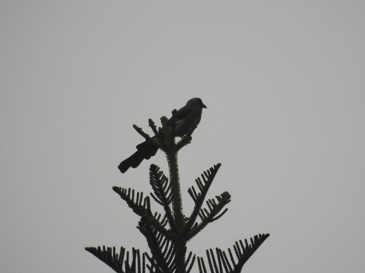 Вагабунда сіровола - ML646184250