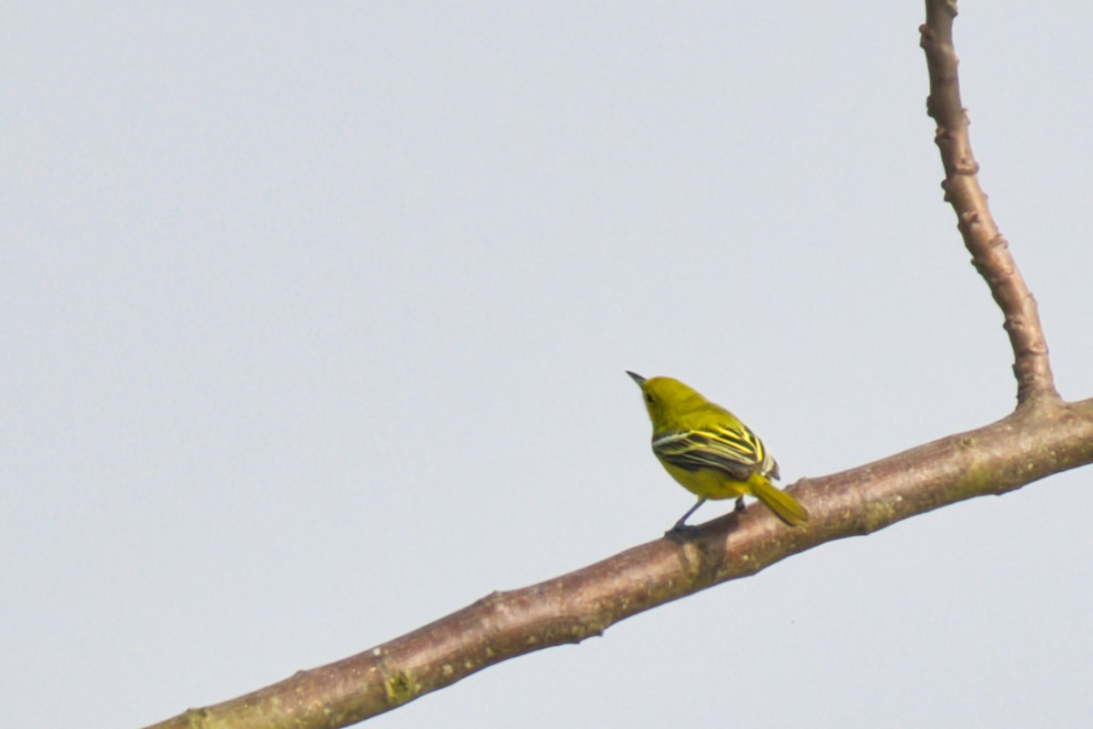 Йора чорнокрила - ML646184251