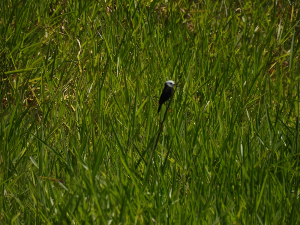 Віюдита білоголова - ML646184252