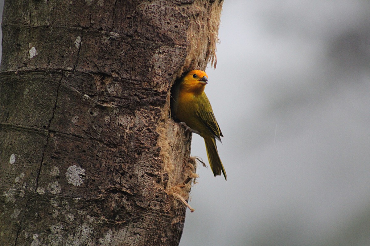 Посвірж золотоголовий - ML646184253