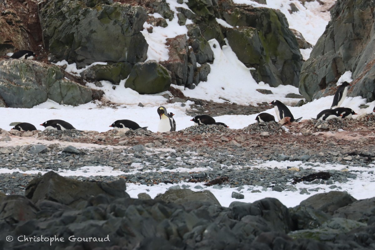 King Penguin - ML646184254