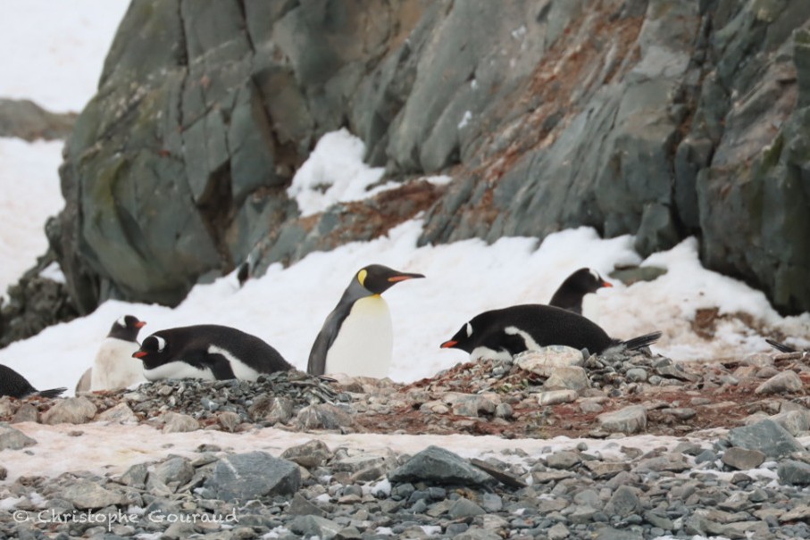 Пінгвін королівський - ML646184255