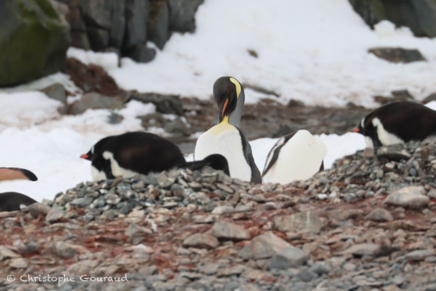 Пінгвін королівський - ML646184256